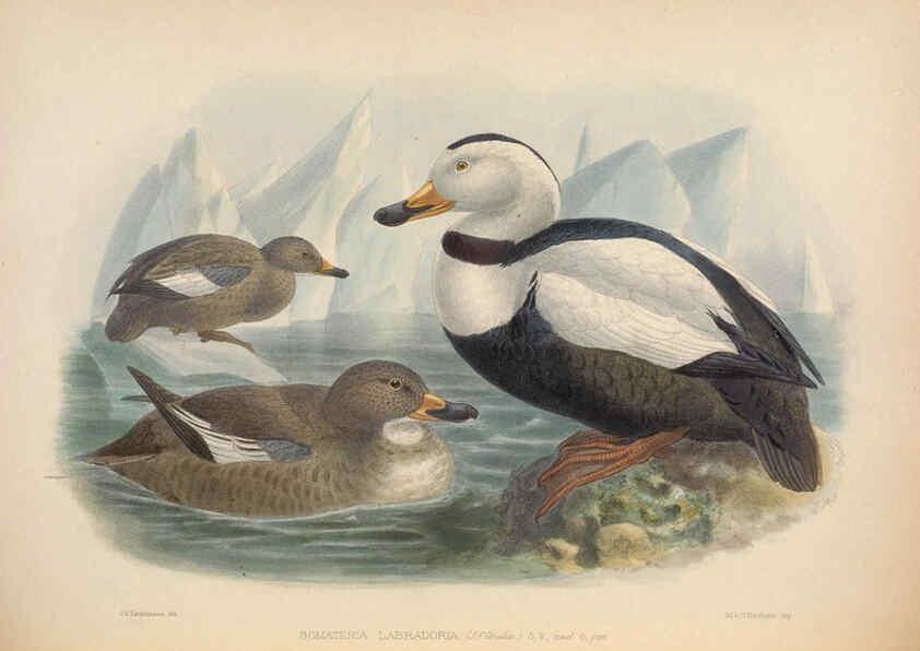 Reproducción/Reproduction 5982055878: Ornithological miscellany V.2 London :Trübner and Co., Bernard Quaritch, R.H. Porter,1876-1878