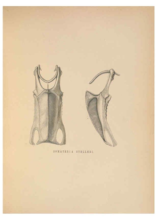 Reproducción/Reproduction 5982056092: Ornithological miscellany V.2 London :Trübner and Co., Bernard Quaritch, R.H. Porter,1876-1878