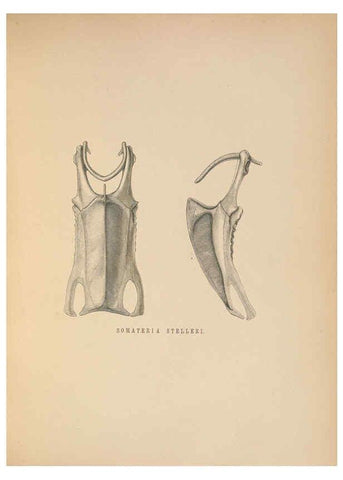 Reproducción/Reproduction 5982056092: Ornithological miscellany V.2 London :Trübner and Co., Bernard Quaritch, R.H. Porter,1876-1878