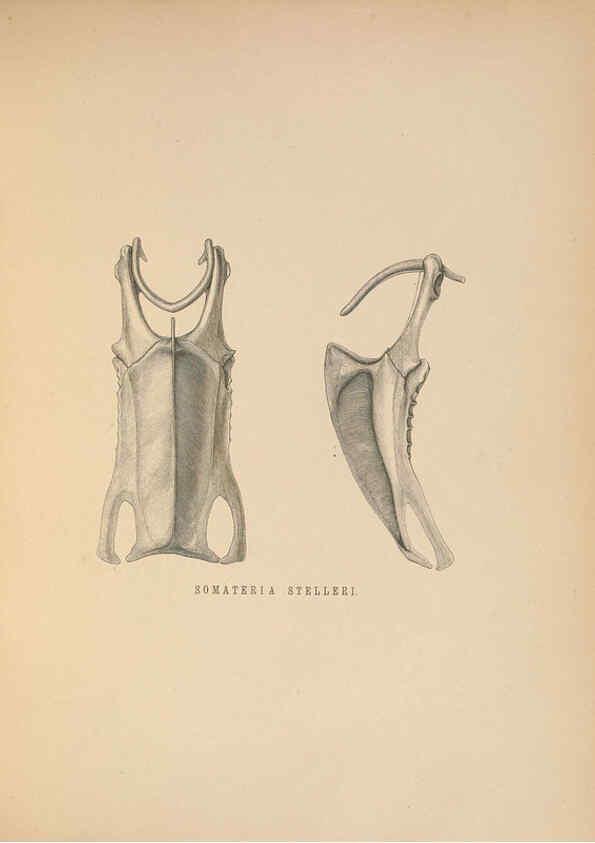 Reproducción/Reproduction 5982056092: Ornithological miscellany V.2 London :Trübner and Co., Bernard Quaritch, R.H. Porter,1876-1878