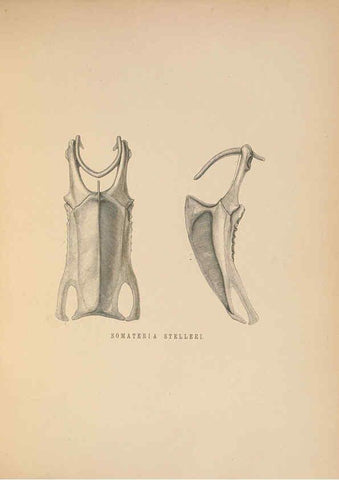 Reproducción/Reproduction 5982056092: Ornithological miscellany V.2 London :Trübner and Co., Bernard Quaritch, R.H. Porter,1876-1878