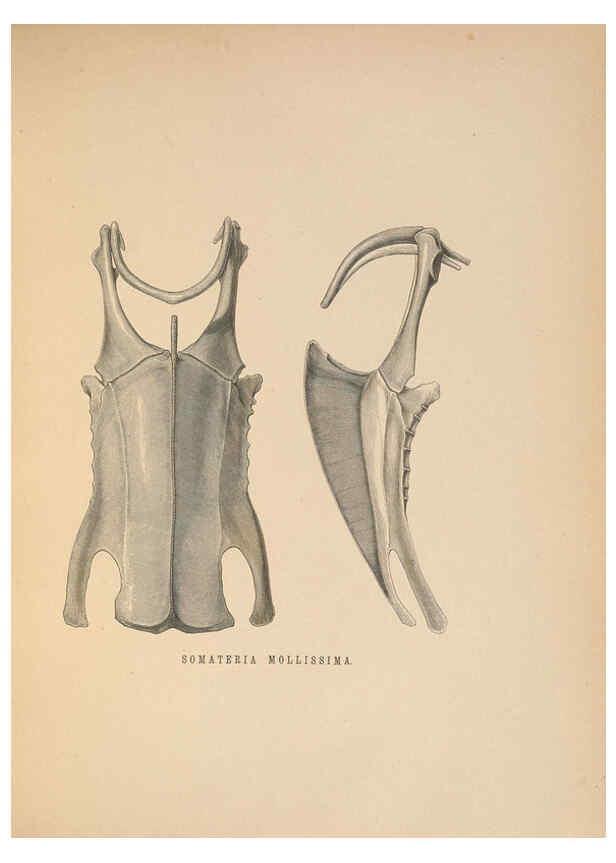 Reproducción/Reproduction 5982056416: Ornithological miscellany V.2 London :Trübner and Co., Bernard Quaritch, R.H. Porter,1876-1878