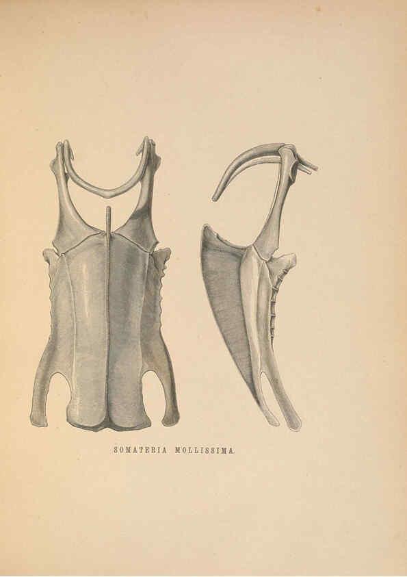 Reproducción/Reproduction 5982056416: Ornithological miscellany V.2 London :Trübner and Co., Bernard Quaritch, R.H. Porter,1876-1878