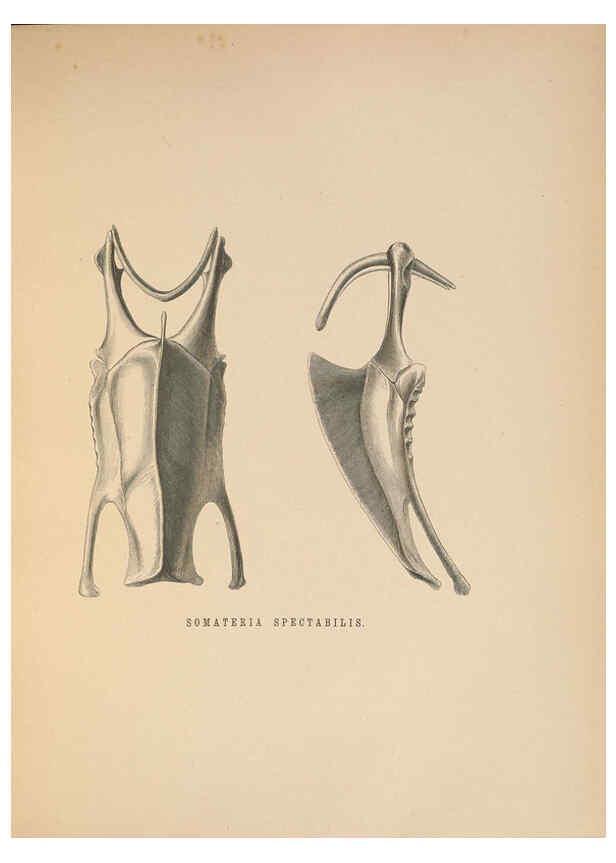 Reproducción/Reproduction 5981497701: Ornithological miscellany V.2 London :Trübner and Co., Bernard Quaritch, R.H. Porter,1876-1878