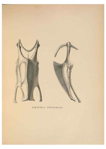 Reproducción/Reproduction 5981497701: Ornithological miscellany V.2 London :Trübner and Co., Bernard Quaritch, R.H. Porter,1876-1878