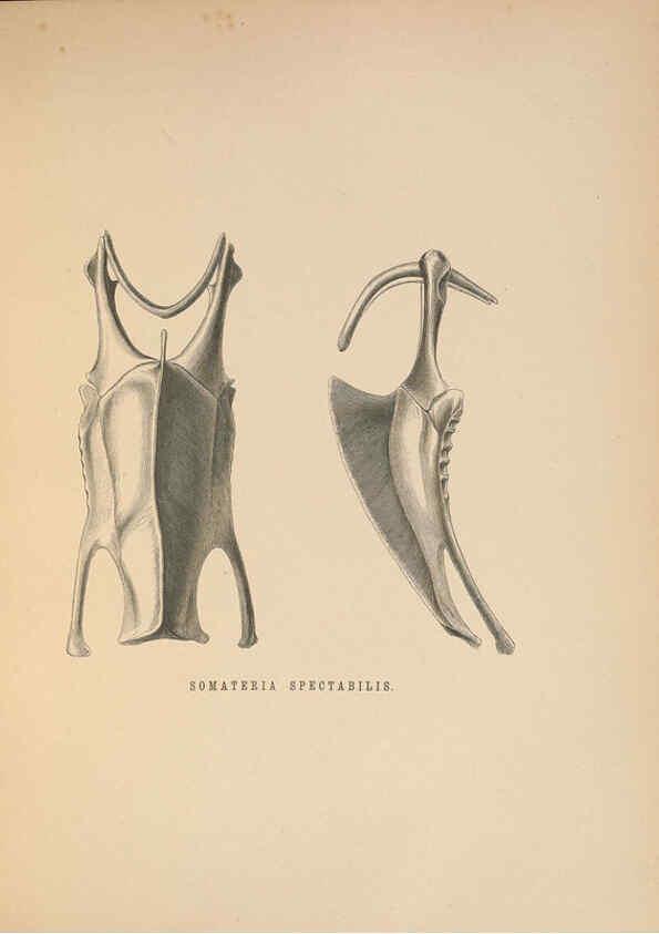 Reproducción/Reproduction 5981497701: Ornithological miscellany V.2 London :Trübner and Co., Bernard Quaritch, R.H. Porter,1876-1878