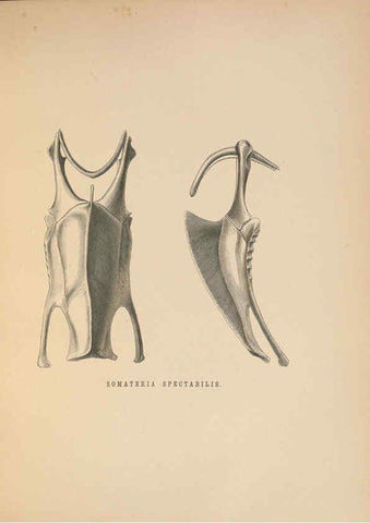 Reproducción/Reproduction 5981497701: Ornithological miscellany V.2 London :Trübner and Co., Bernard Quaritch, R.H. Porter,1876-1878