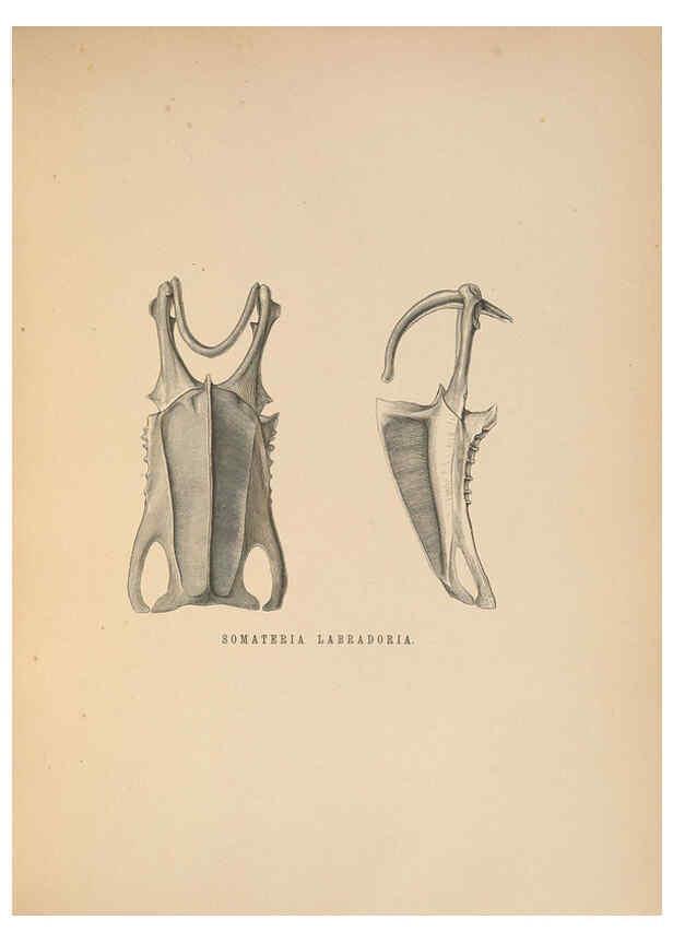 Reproducción/Reproduction 5981497903: Ornithological miscellany V.2 London :Trübner and Co., Bernard Quaritch, R.H. Porter,1876-1878