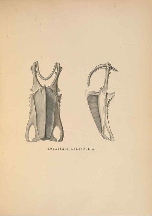 Reproducción/Reproduction 5981497903: Ornithological miscellany V.2 London :Trübner and Co., Bernard Quaritch, R.H. Porter,1876-1878
