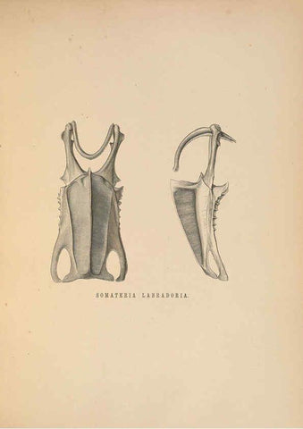 Reproducción/Reproduction 5981497903: Ornithological miscellany V.2 London :Trübner and Co., Bernard Quaritch, R.H. Porter,1876-1878