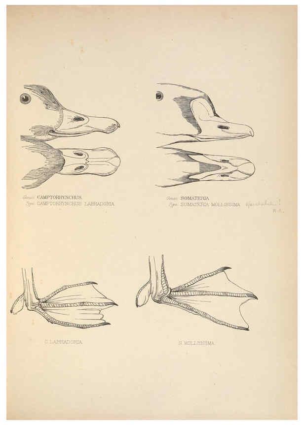Reproducción/Reproduction 5981498221: Ornithological miscellany V.2 London :Trübner and Co., Bernard Quaritch, R.H. Porter,1876-1878