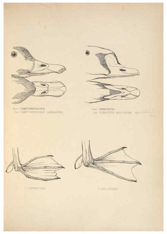 Reproducción/Reproduction 5981498221: Ornithological miscellany V.2 London :Trübner and Co., Bernard Quaritch, R.H. Porter,1876-1878