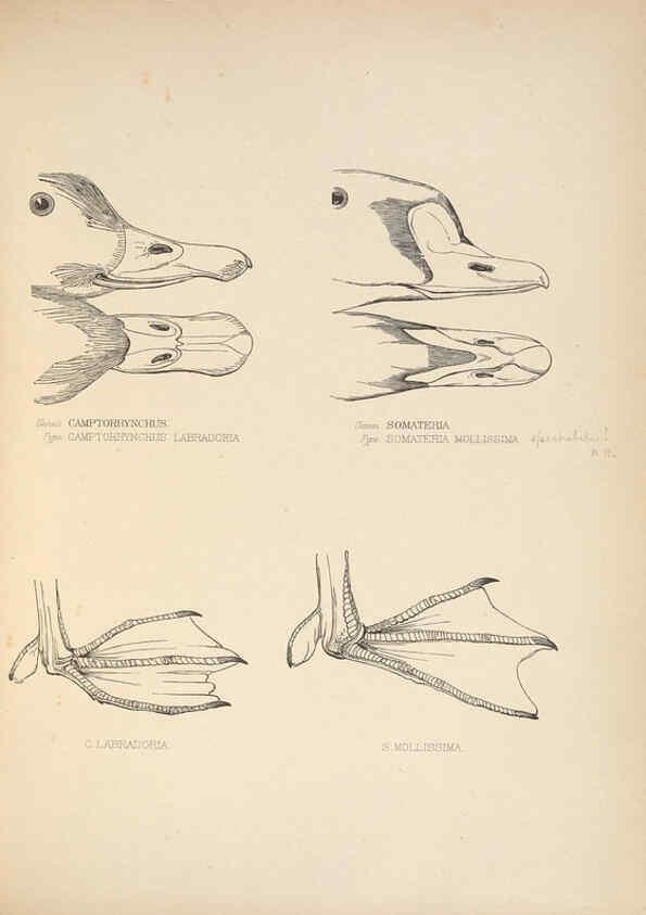 Reproducción/Reproduction 5981498221: Ornithological miscellany V.2 London :Trübner and Co., Bernard Quaritch, R.H. Porter,1876-1878