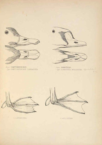 Reproducción/Reproduction 5981498221: Ornithological miscellany V.2 London :Trübner and Co., Bernard Quaritch, R.H. Porter,1876-1878