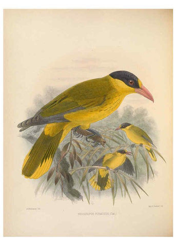 Reproducción/Reproduction 5982057832: Ornithological miscellany V.2 London :Trübner and Co., Bernard Quaritch, R.H. Porter,1876-1878