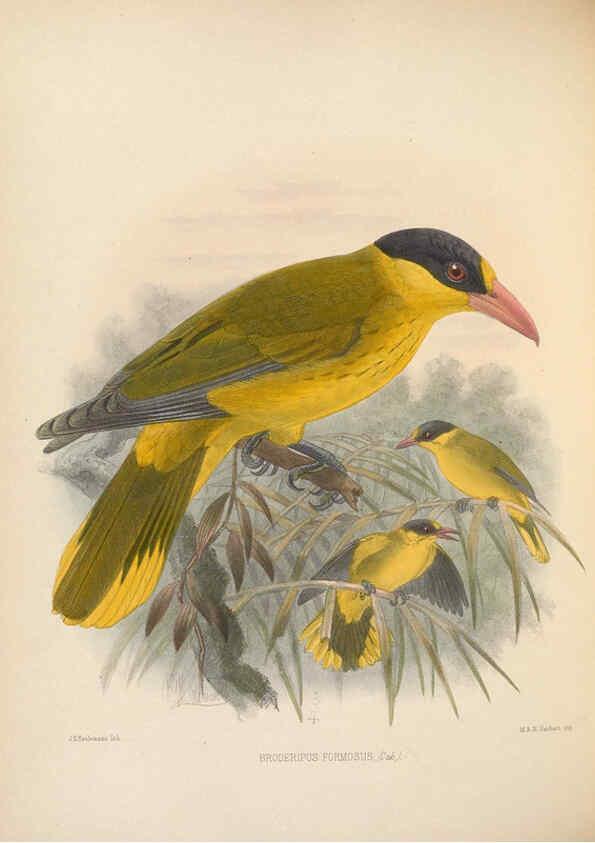 Reproducción/Reproduction 5982057832: Ornithological miscellany V.2 London :Trübner and Co., Bernard Quaritch, R.H. Porter,1876-1878
