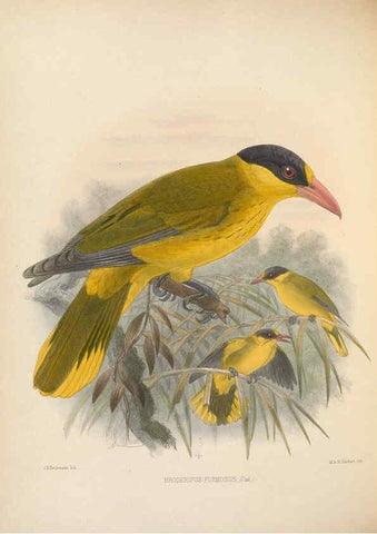 Reproducción/Reproduction 5982057832: Ornithological miscellany V.2 London :Trübner and Co., Bernard Quaritch, R.H. Porter,1876-1878