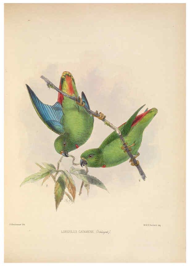 Reproducción/Reproduction 5982058036: Ornithological miscellany V.2 London :Trübner and Co., Bernard Quaritch, R.H. Porter,1876-1878