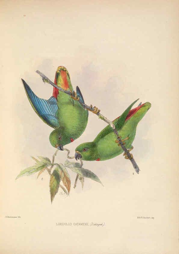 Reproducción/Reproduction 5982058036: Ornithological miscellany V.2 London :Trübner and Co., Bernard Quaritch, R.H. Porter,1876-1878