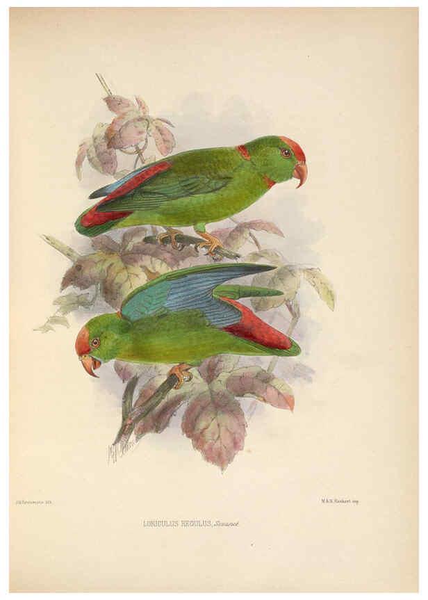 Reproducción/Reproduction 5981499095: Ornithological miscellany V.2 London :Trübner and Co., Bernard Quaritch, R.H. Porter,1876-1878
