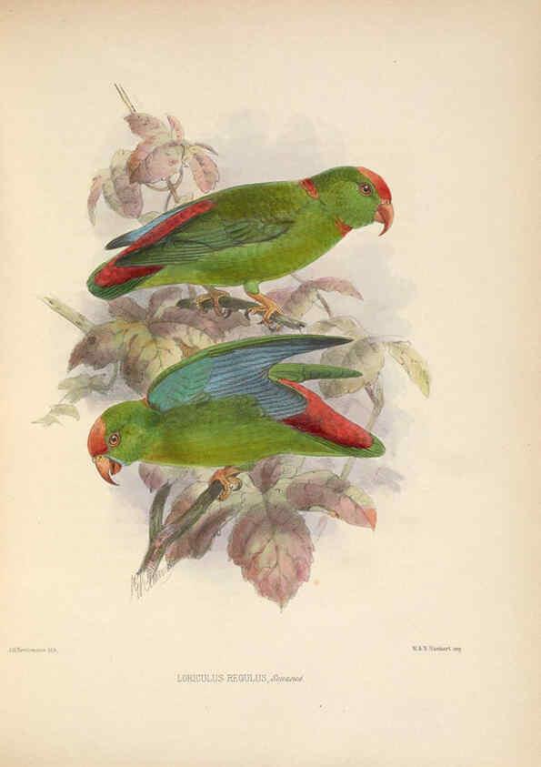 Reproducción/Reproduction 5981499095: Ornithological miscellany V.2 London :Trübner and Co., Bernard Quaritch, R.H. Porter,1876-1878