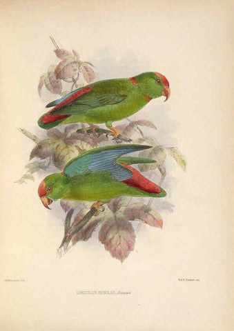 Reproducción/Reproduction 5981499095: Ornithological miscellany V.2 London :Trübner and Co., Bernard Quaritch, R.H. Porter,1876-1878