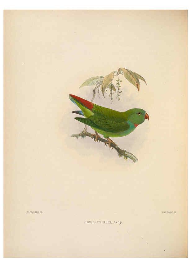 Reproducción/Reproduction 5982058578: Ornithological miscellany V.2 London :Trübner and Co., Bernard Quaritch, R.H. Porter,1876-1878
