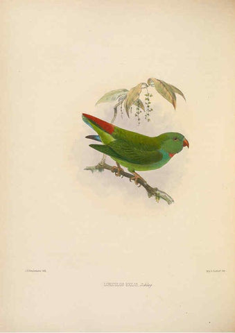 Reproducción/Reproduction 5982058578: Ornithological miscellany V.2 London :Trübner and Co., Bernard Quaritch, R.H. Porter,1876-1878
