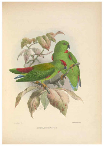 Reproducción/Reproduction 5982058786: Ornithological miscellany V.2 London :Trübner and Co., Bernard Quaritch, R.H. Porter,1876-1878