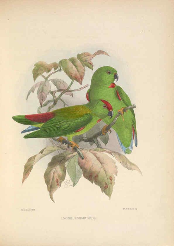 Reproducción/Reproduction 5982058786: Ornithological miscellany V.2 London :Trübner and Co., Bernard Quaritch, R.H. Porter,1876-1878