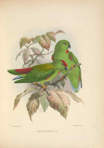 Reproducción/Reproduction 5982058786: Ornithological miscellany V.2 London :Trübner and Co., Bernard Quaritch, R.H. Porter,1876-1878