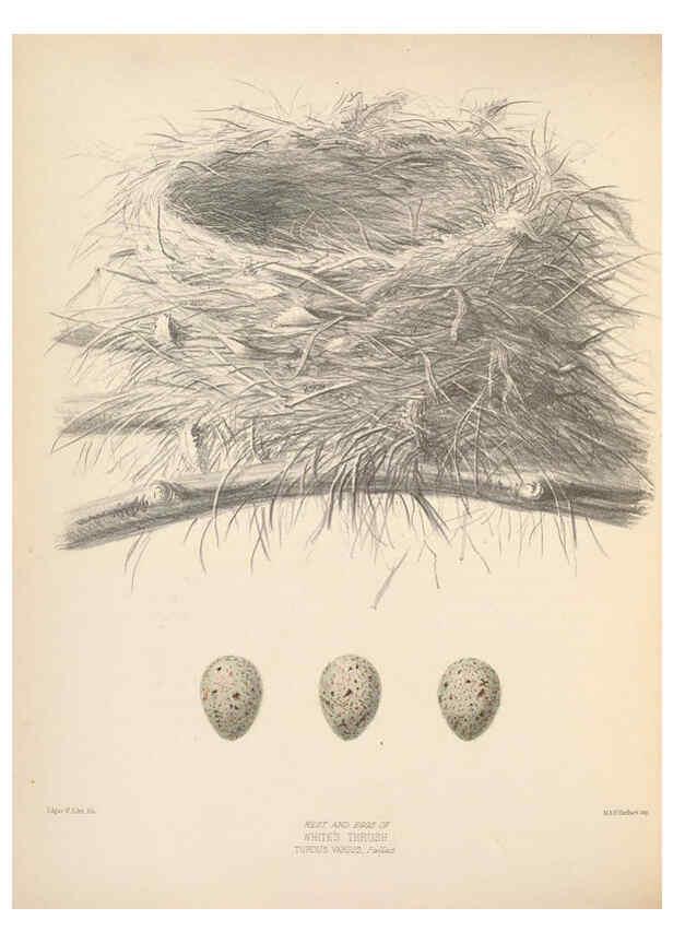 Reproducción/Reproduction 5981499903: Ornithological miscellany V.2 London :Trübner and Co., Bernard Quaritch, R.H. Porter,1876-1878