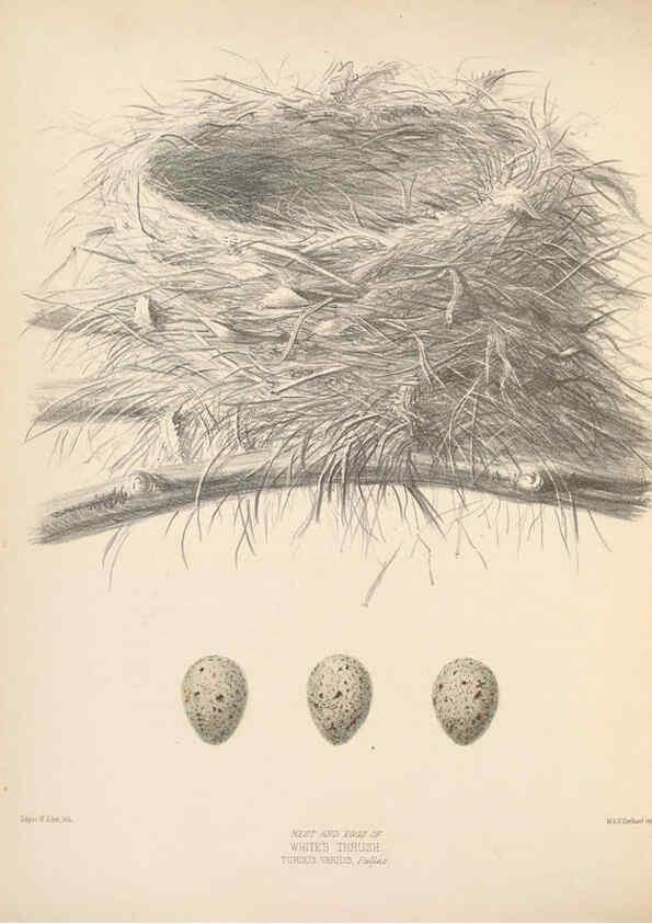 Reproducción/Reproduction 5981499903: Ornithological miscellany V.2 London :Trübner and Co., Bernard Quaritch, R.H. Porter,1876-1878