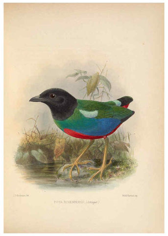 Reproducción/Reproduction 5981500063: Ornithological miscellany V.2 London :Trübner and Co., Bernard Quaritch, R.H. Porter,1876-1878
