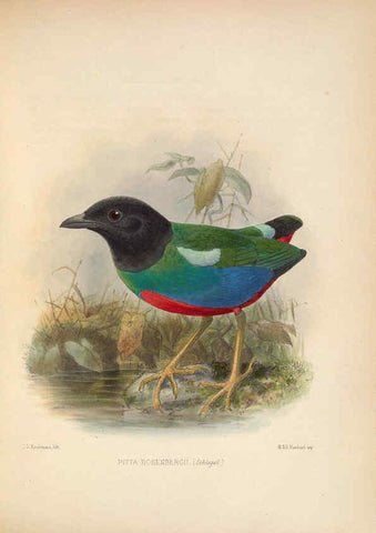 Reproducción/Reproduction 5981500063: Ornithological miscellany V.2 London :Trübner and Co., Bernard Quaritch, R.H. Porter,1876-1878