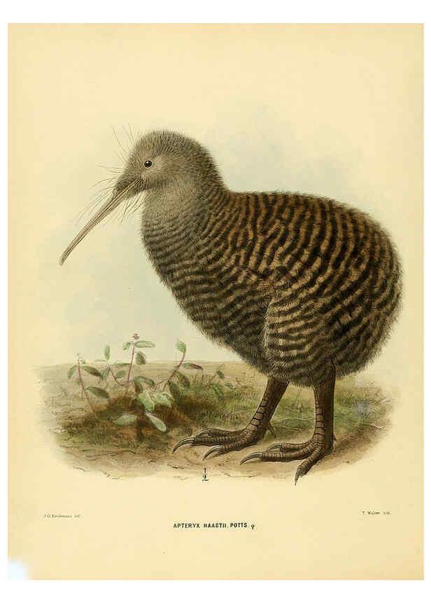 Reproducción/Reproduction 5981513777: Ornithological miscellany V.1 London :Trübner and Co., Bernard Quaritch, R.H. Porter,1876-1878