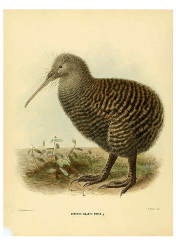 Reproducción/Reproduction 5981513777: Ornithological miscellany V.1 London :Trübner and Co., Bernard Quaritch, R.H. Porter,1876-1878