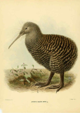 Reproducción/Reproduction 5981513777: Ornithological miscellany V.1 London :Trübner and Co., Bernard Quaritch, R.H. Porter,1876-1878