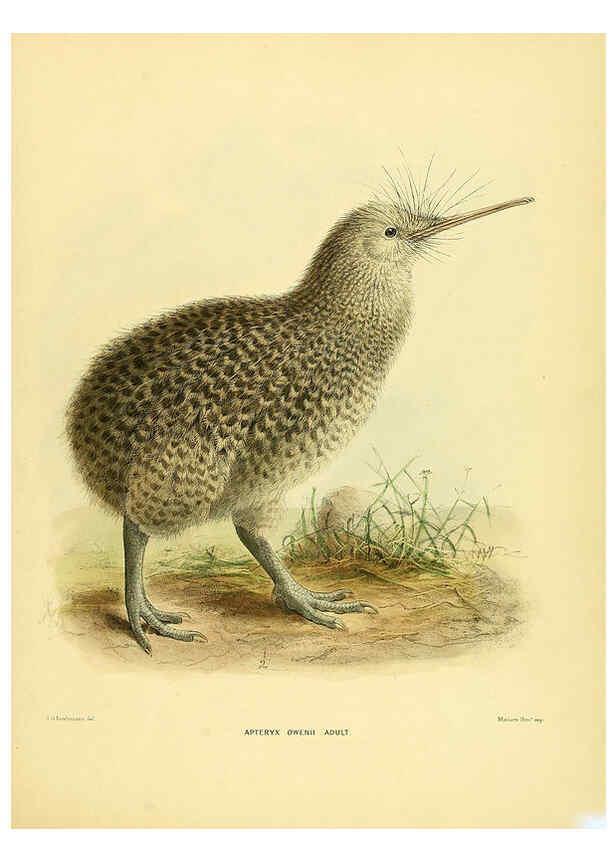 Reproducción/Reproduction 5981514095: Ornithological miscellany V.1 London :Trübner and Co., Bernard Quaritch, R.H. Porter,1876-1878