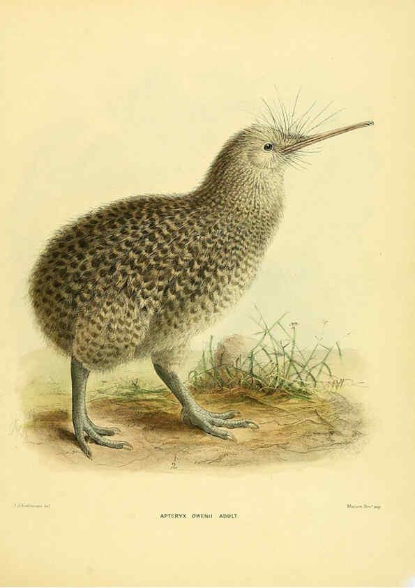 Reproducción/Reproduction 5981514095: Ornithological miscellany V.1 London :Trübner and Co., Bernard Quaritch, R.H. Porter,1876-1878
