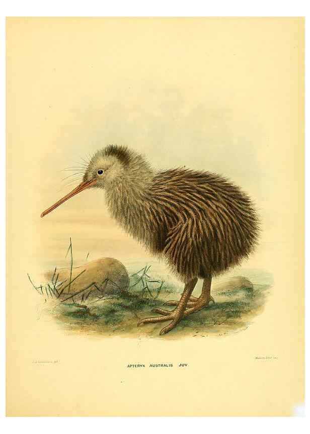 Reproducción/Reproduction 5982074158: Ornithological miscellany V.1 London :Trübner and Co., Bernard Quaritch, R.H. Porter,1876-1878