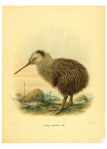 Reproducción/Reproduction 5982074158: Ornithological miscellany V.1 London :Trübner and Co., Bernard Quaritch, R.H. Porter,1876-1878