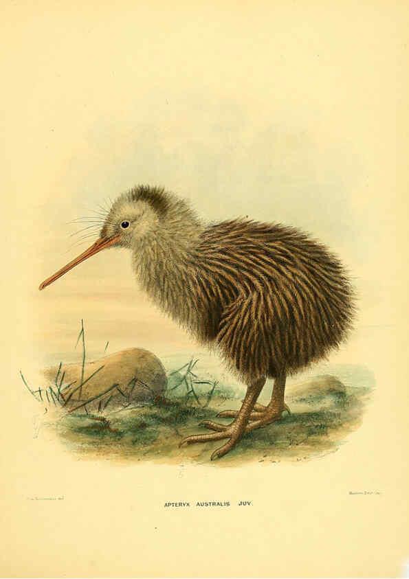 Reproducción/Reproduction 5982074158: Ornithological miscellany V.1 London :Trübner and Co., Bernard Quaritch, R.H. Porter,1876-1878