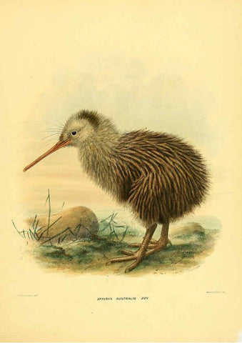 Reproducción/Reproduction 5982074158: Ornithological miscellany V.1 London :Trübner and Co., Bernard Quaritch, R.H. Porter,1876-1878