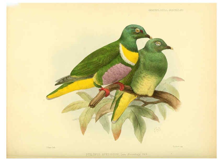 Reproducción/Reproduction 5981544833: Ornithological miscellany V.3 London :Trübner and Co., Bernard Quaritch, R.H. Porter,1876-1878