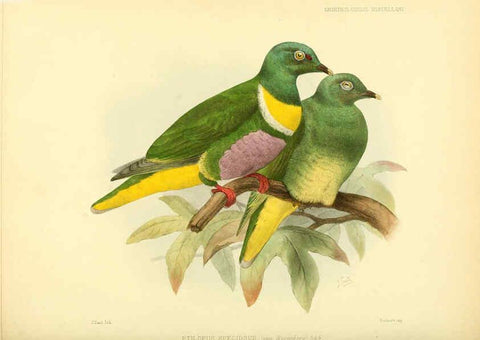 Reproducción/Reproduction 5981544833: Ornithological miscellany V.3 London :Trübner and Co., Bernard Quaritch, R.H. Porter,1876-1878