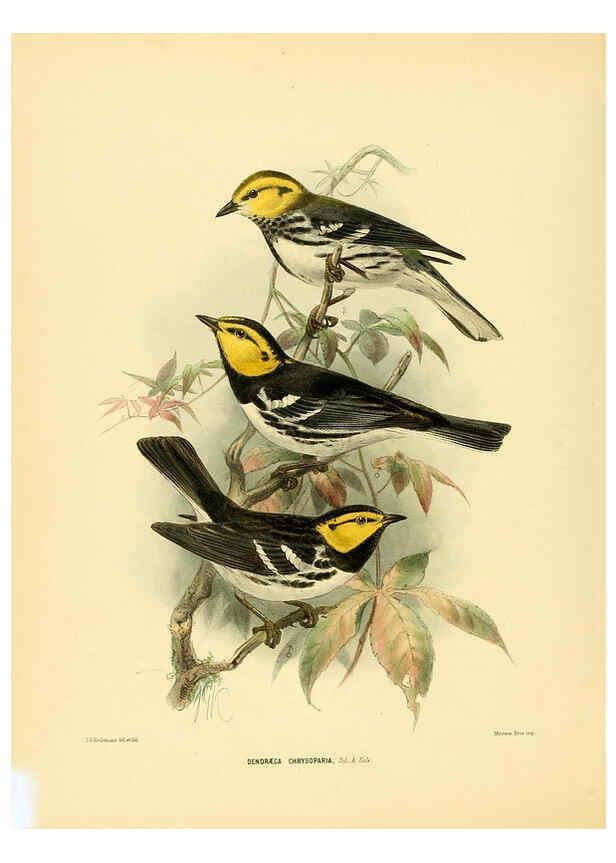 Reproducción/Reproduction 5982079766: Ornithological miscellany V.1 London :Trübner and Co., Bernard Quaritch, R.H. Porter,1876-1878