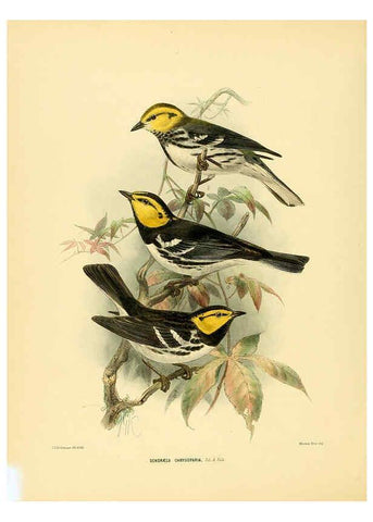 Reproducción/Reproduction 5982079766: Ornithological miscellany V.1 London :Trübner and Co., Bernard Quaritch, R.H. Porter,1876-1878