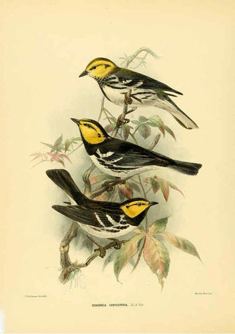 Reproducción/Reproduction 5982079766: Ornithological miscellany V.1 London :Trübner and Co., Bernard Quaritch, R.H. Porter,1876-1878