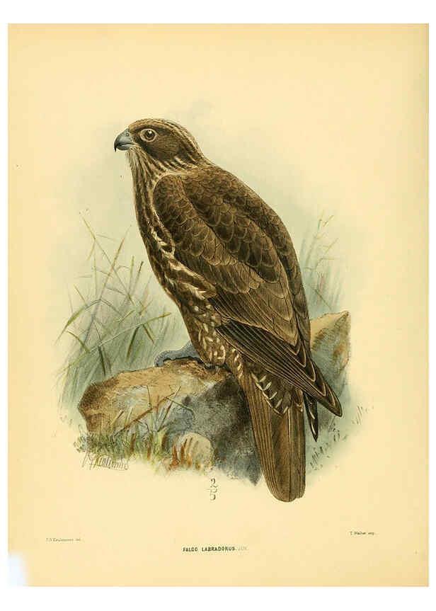 Reproducción/Reproduction 5981520839: Ornithological miscellany V.1 London :Trübner and Co., Bernard Quaritch, R.H. Porter,1876-1878